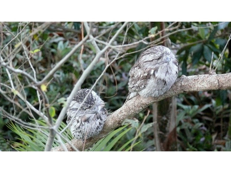 24 Coolong Street, Mount Gravatt East QLD 4122