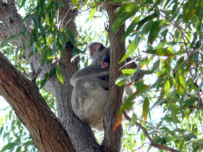 24 Coolong Street, Mount Gravatt East QLD 4122