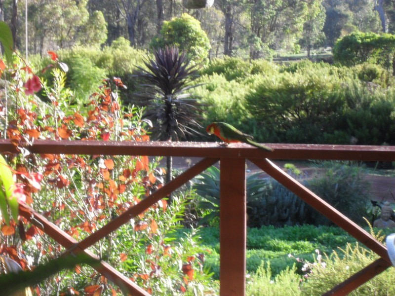 13 Cockatoo Drive, Nannup WA 6275