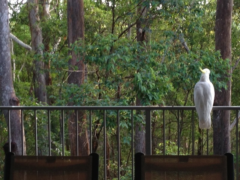 76 Foxtail Rise, Doonan QLD 4562