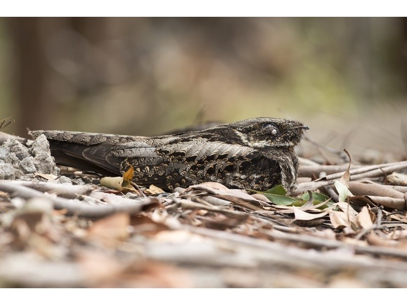 76 Foxtail Rise, Doonan QLD 4562