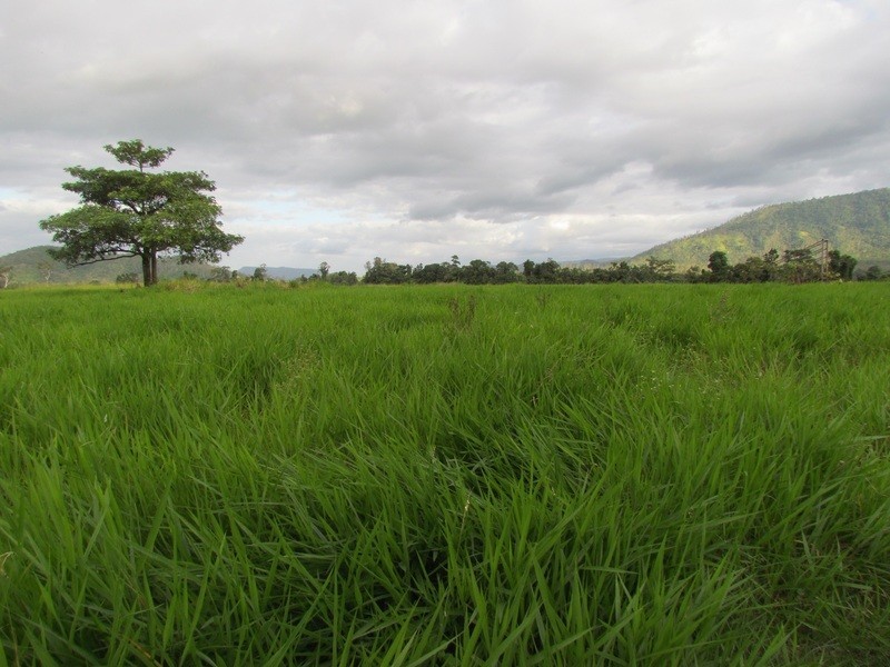 5204 Abergowrie Rd, Abergowrie QLD 4850