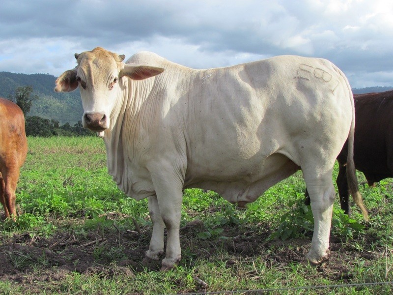 5204 Abergowrie Rd, Abergowrie QLD 4850