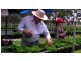 Applethorpe QLD 4378