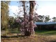 Applethorpe QLD 4378