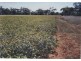 Nyngan NSW 2825