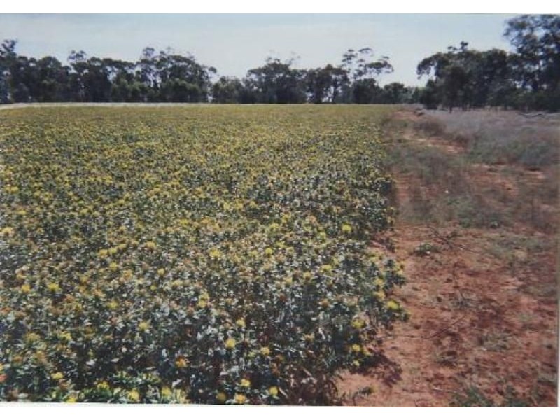 Nyngan NSW 2825