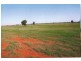 Nyngan NSW 2825