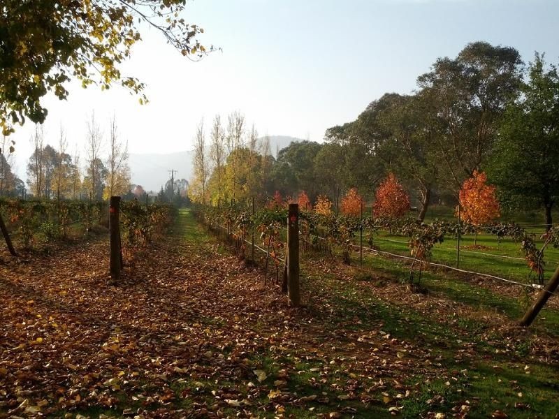 6300 Great Alpine Road, Eurobin VIC 3739