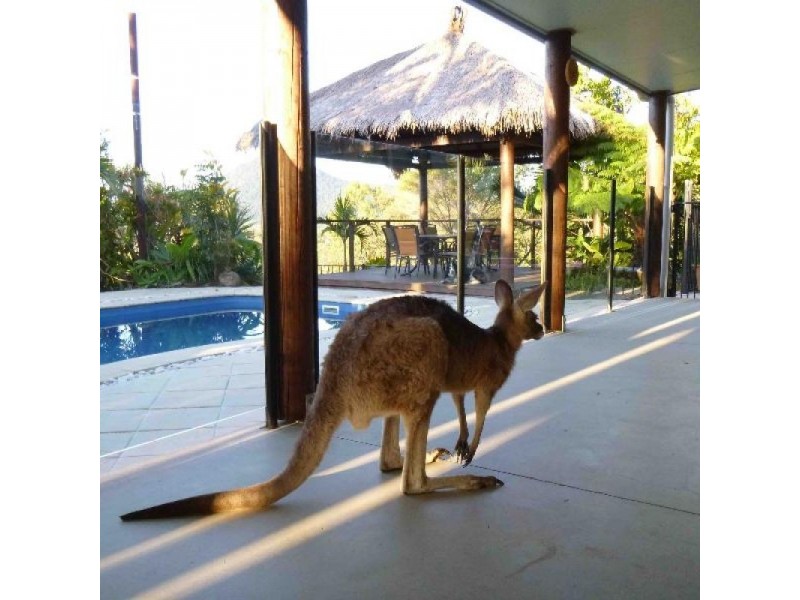 153 Sugar Loaf Road, Mirani QLD 4754