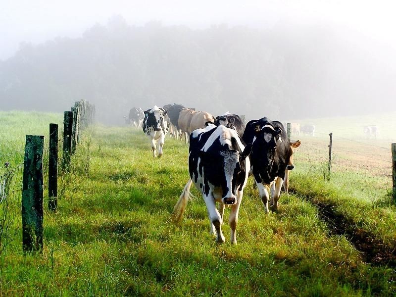 Hannam Vale NSW 2443