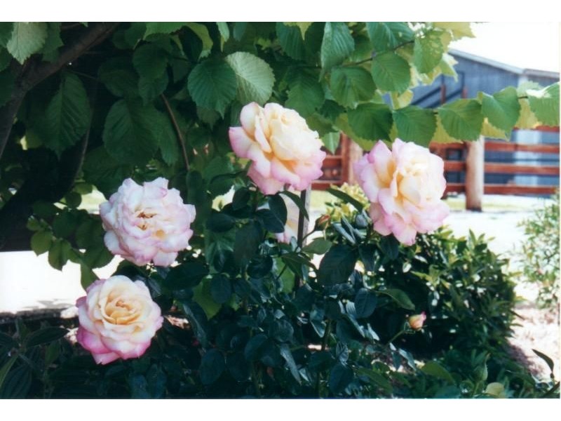 Hannam Vale NSW 2443