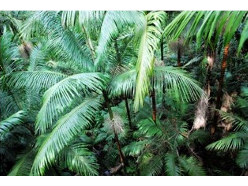 Lot 4 Seventeen Mile Road, Ravensbourne QLD 4352