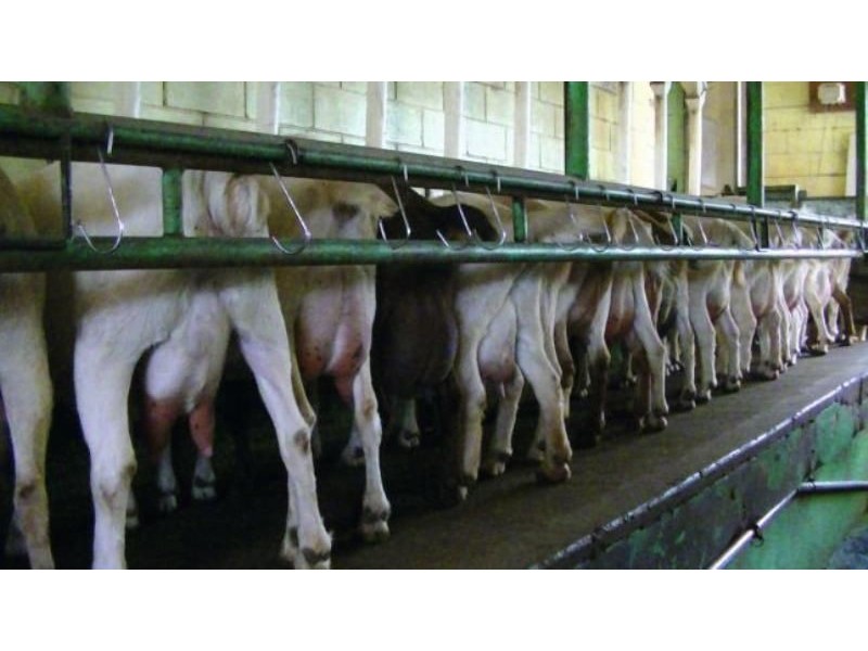 Maclagan QLD 4352