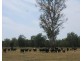 Atkinsons Dam QLD 4311