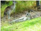 Childers QLD 4660