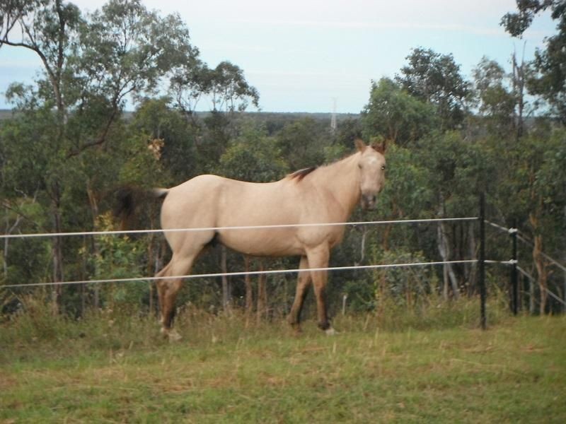 19 Bruce Highway, Bambaroo QLD 4850