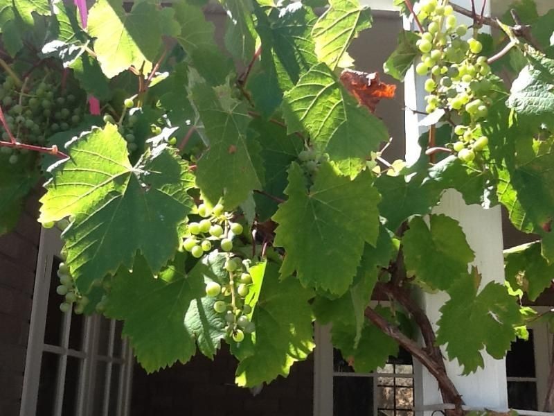 486 Aqua Park Rd, Glencoe NSW 2365