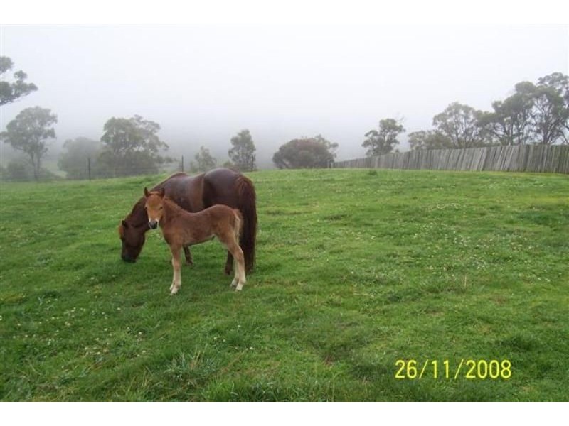 100 Pretty Valley Road, Glen Innes NSW 2370