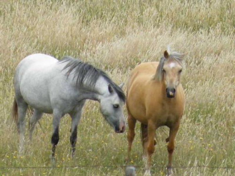 100 Pretty Valley Road, Glen Innes NSW 2370