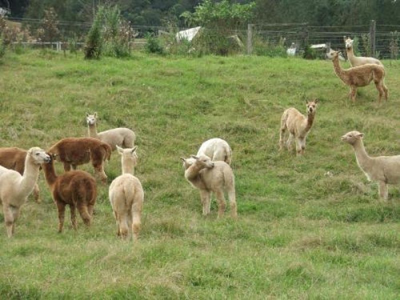 3901 Taylors Arm Road, Burrapine NSW 2447