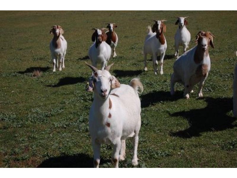 Wattle Flat NSW 2795