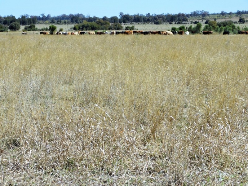 Woodvale 2083 B Tennysons Road, Chinchilla QLD 4413