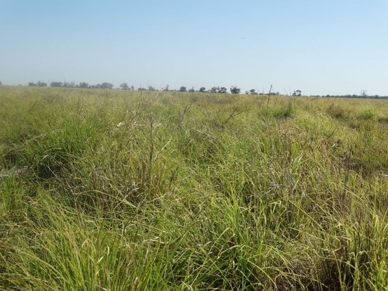 Condamine Park Warrego Highway, Chinchilla QLD 4413