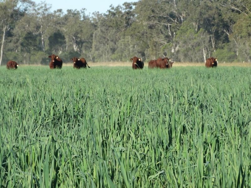 Lot 3 Burra Burri Road, Chinchilla QLD 4413