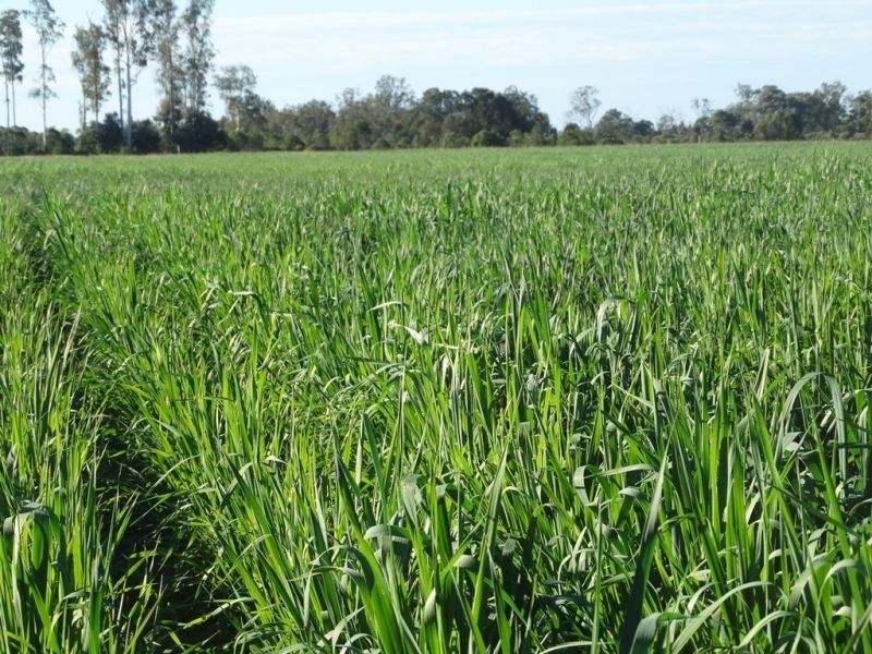 Lot 3 Burra Burri Road, Chinchilla QLD 4413