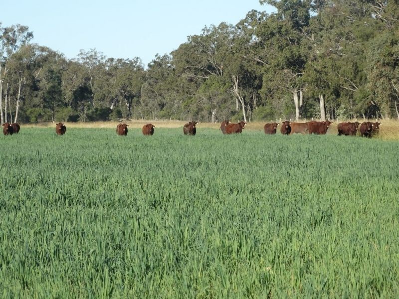 Lot 3 Burra Burri Road, Chinchilla QLD 4413