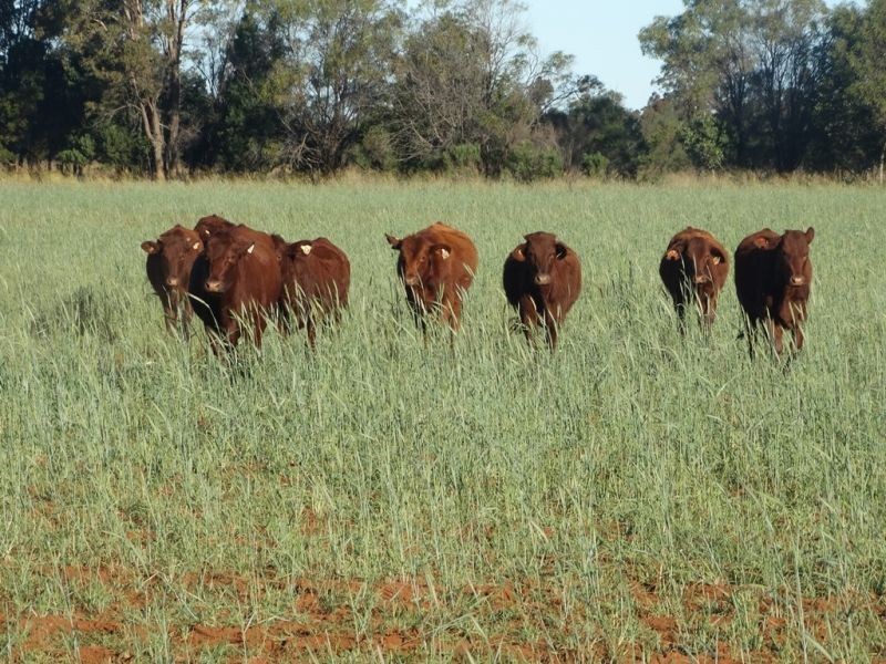 Lot 3 Burra Burri Road, Chinchilla QLD 4413
