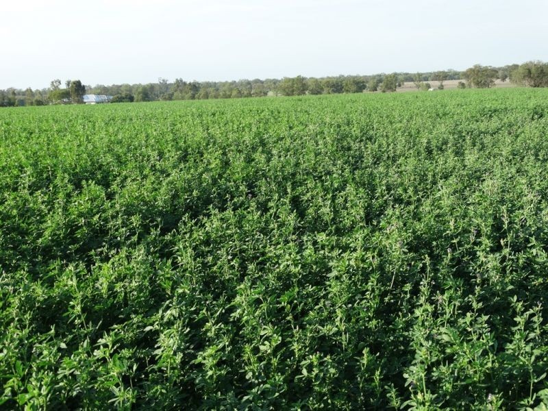 Lot 18 Barkers Road, Chinchilla QLD 4413