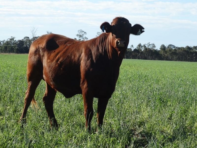 1605 Burra Burri Creek Road, Chinchilla QLD 4413