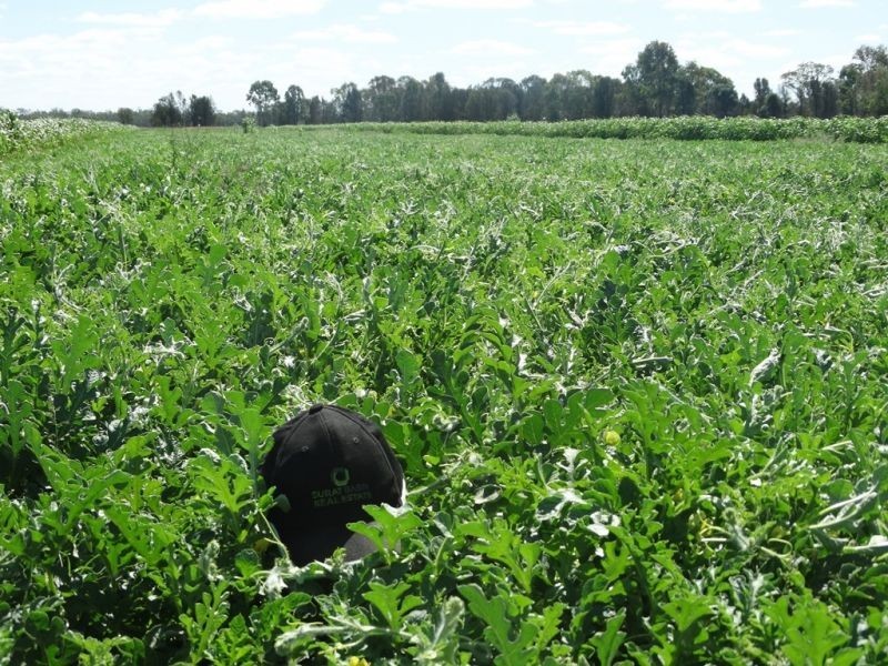 1605 Burra Burri Creek Road, Chinchilla QLD 4413