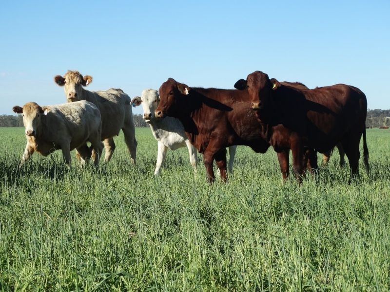 1605 Burra Burri Creek Road, Chinchilla QLD 4413