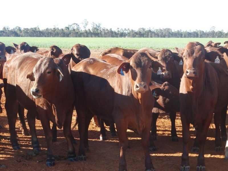 1605 Burra Burri Creek Road, Chinchilla QLD 4413