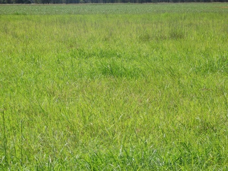 1605 Burra Burri Creek Road, Chinchilla QLD 4413