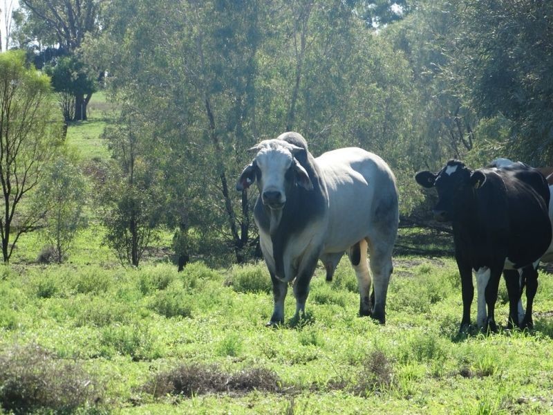 Lot 94 G Evans Road, Boonarga QLD 4413