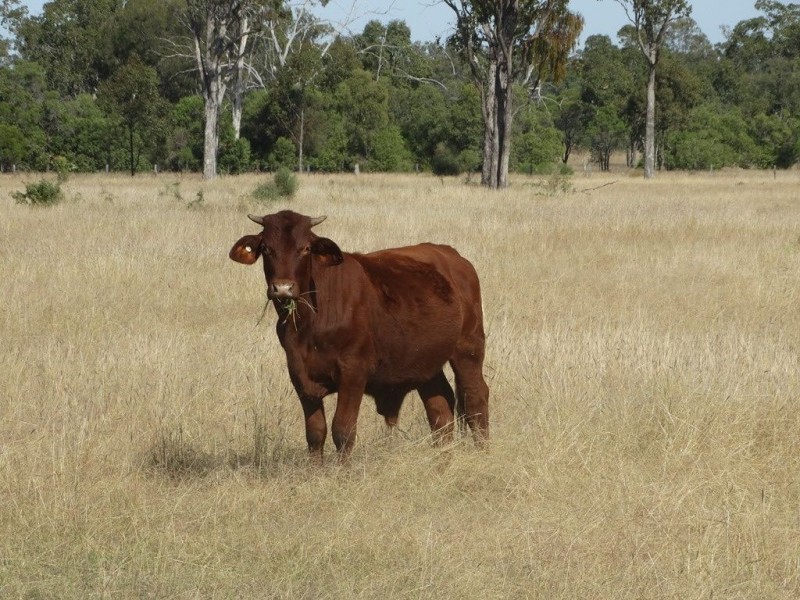 1/Lot 30 Dawson Gates Road, Chinchilla QLD 4413