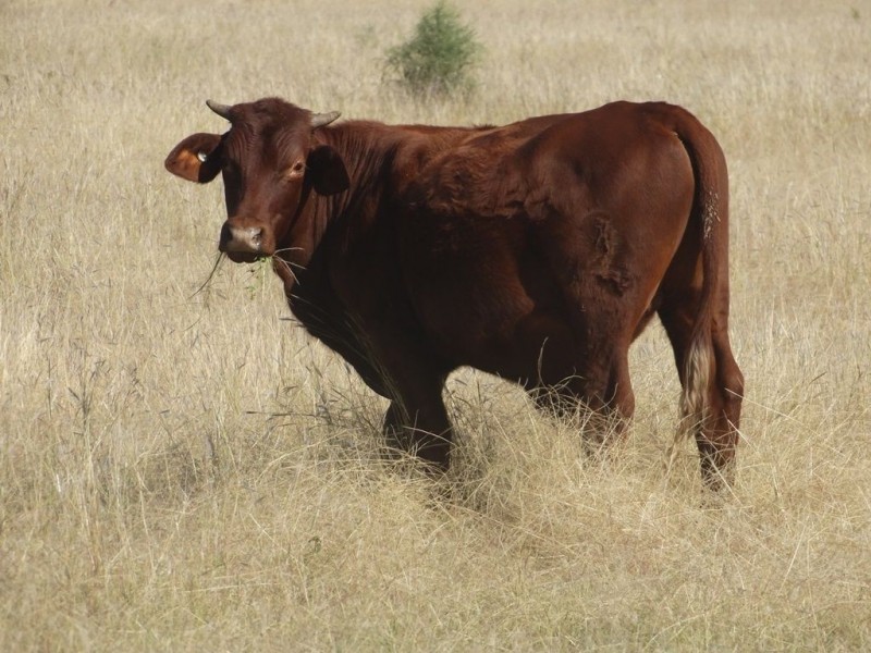 1/Lot 30 Dawson Gates Road, Chinchilla QLD 4413