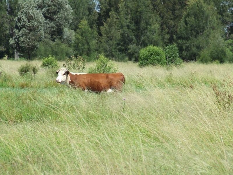 Lot 21 V Bells Road, Chinchilla QLD 4413