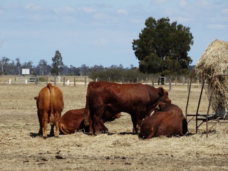 Lot 21 V Bells Road, Chinchilla QLD 4413