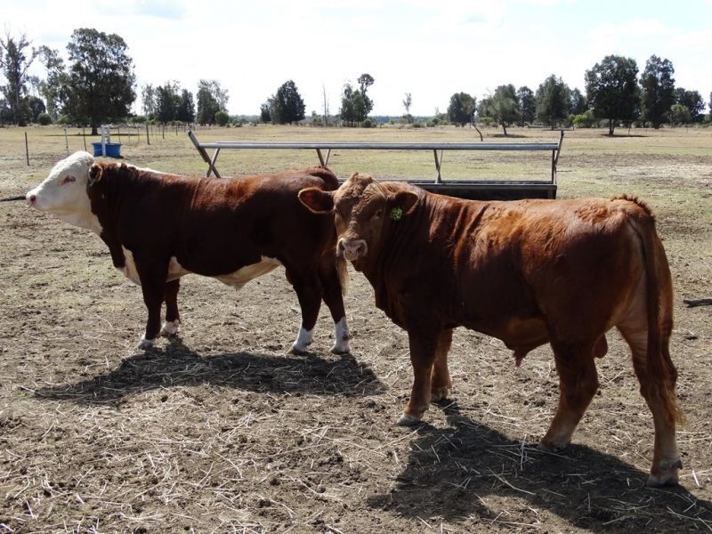 Lot 21 V Bells Road, Chinchilla QLD 4413