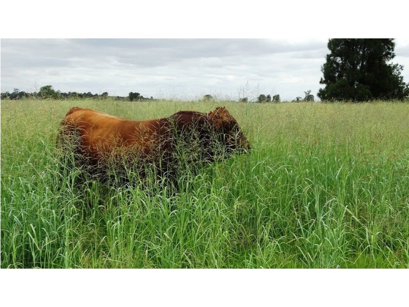 . V Bells Road, Chinchilla QLD 4413