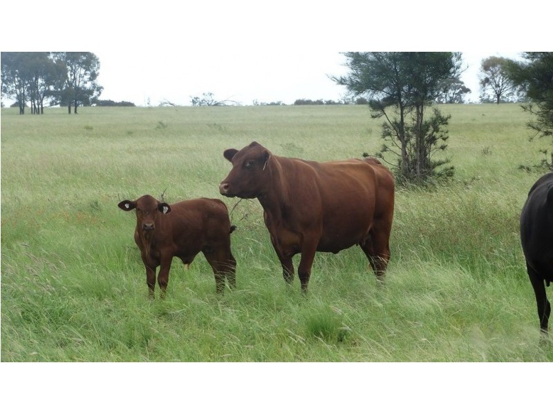 “Lockvoil” North Dulacca Road, Dulacca QLD 4425