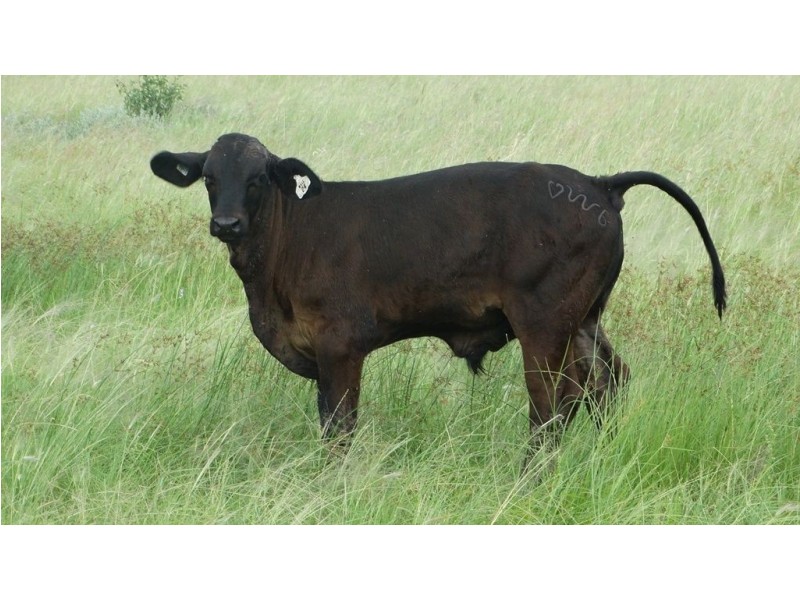 “Lockvoil” North Dulacca Road, Dulacca QLD 4425