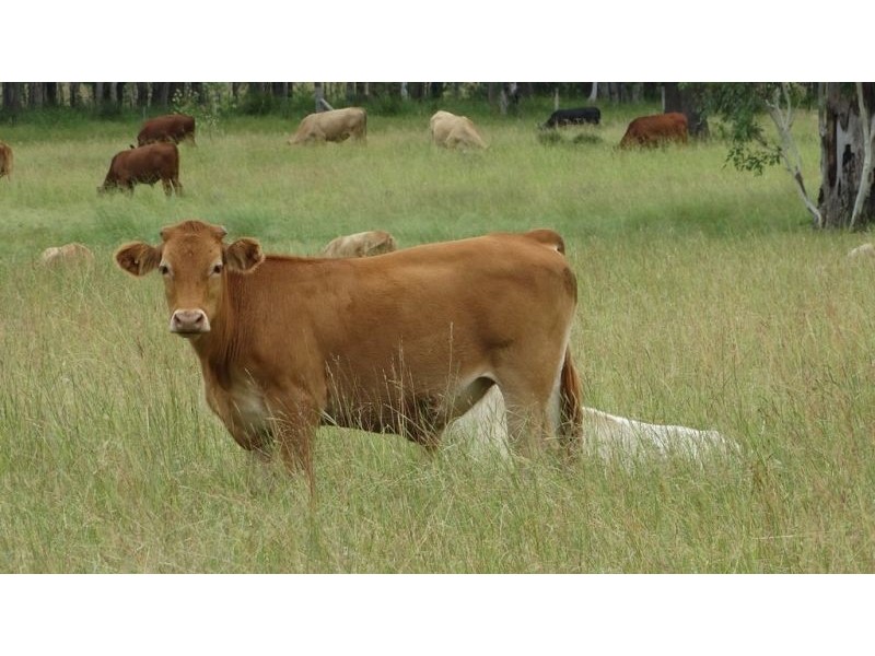 Surcingle Road, Chinchilla QLD 4413