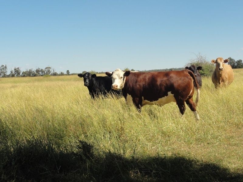 Lot 65 Warrego Highway, Chinchilla QLD 4413