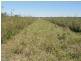 Lot 65 Warrego Highway, Chinchilla QLD 4413